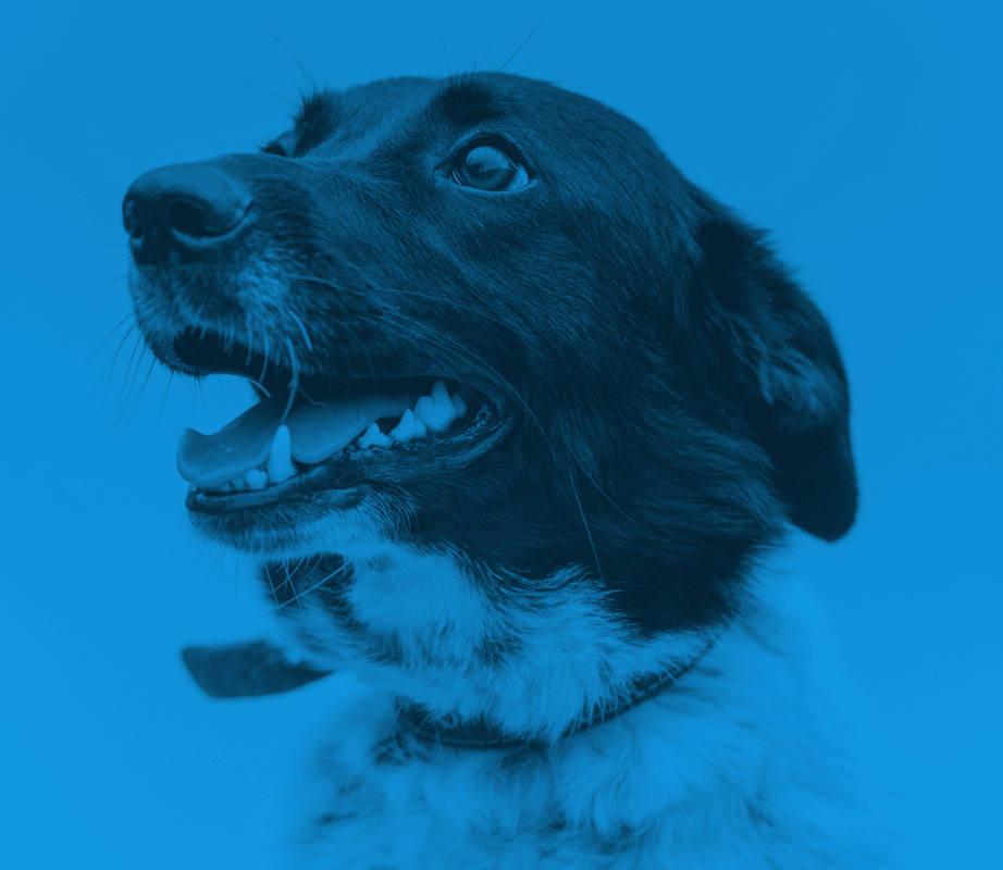 Featured dental